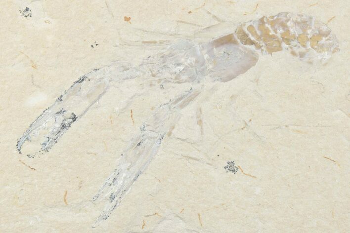 Cretaceous Lobster (Pseudostacus) Fossil - Lebanon #376339